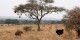 Tanzanie - 2010-09 - 330 - Tarangire - Autruches